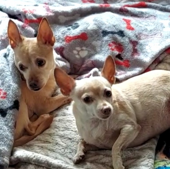 Meet the Posher - Picture 3 of 3